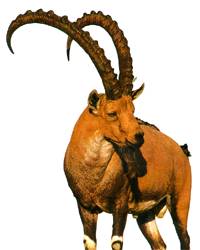 山羊野麂子是什么生肖_麂子是野山羊吗_山羊野麂子是什么品种