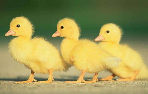 金手指游戏修改器 